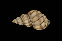 藏品(力肋核螺)的圖片